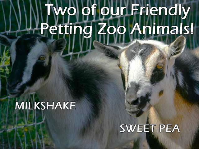 Petting Zoo Animals- Milkshake & Sweet Pea