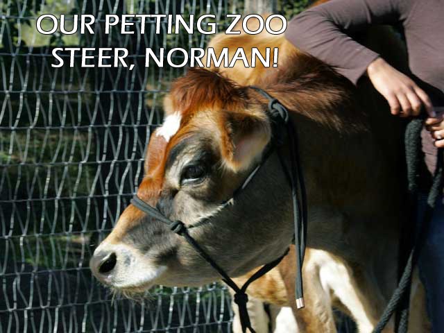 Petting Zoo Animals- Norman