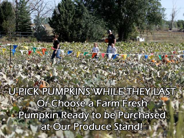 U-Pick Boutique Pumpkins
